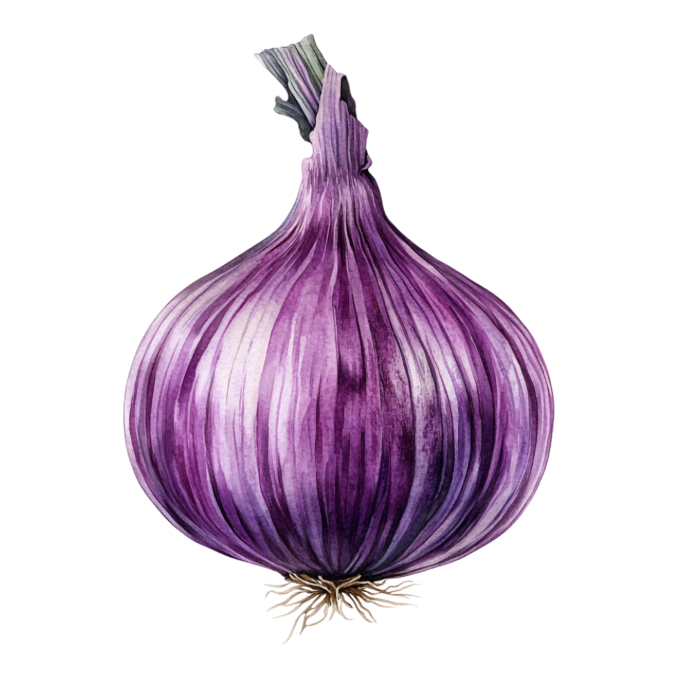 Onion with onion slice isolated against transparent background png