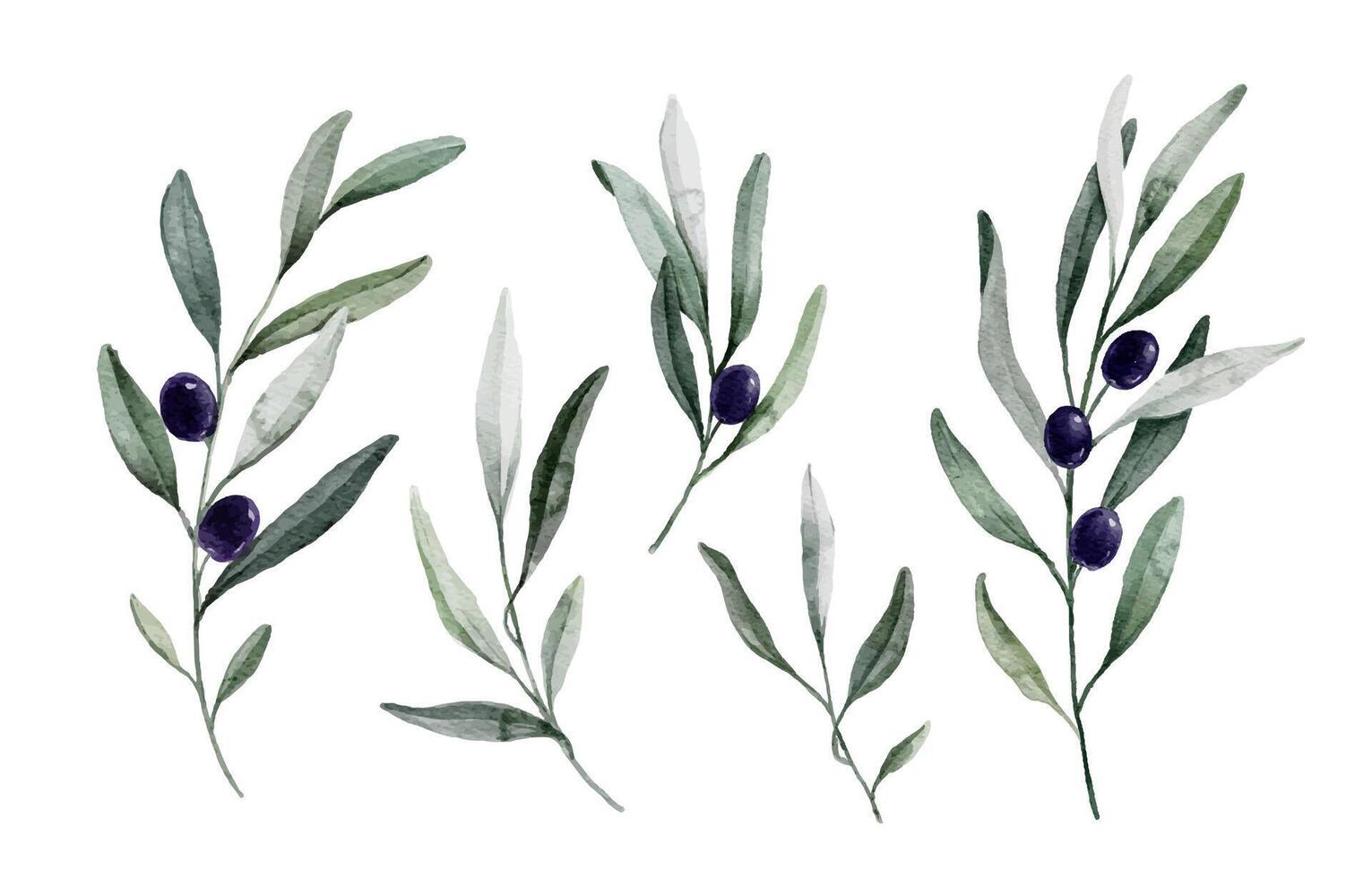 Watercolor purple olive branch set. Hand painted floral illustration with olive fruit and tree branches with leaves isolated on white background vector