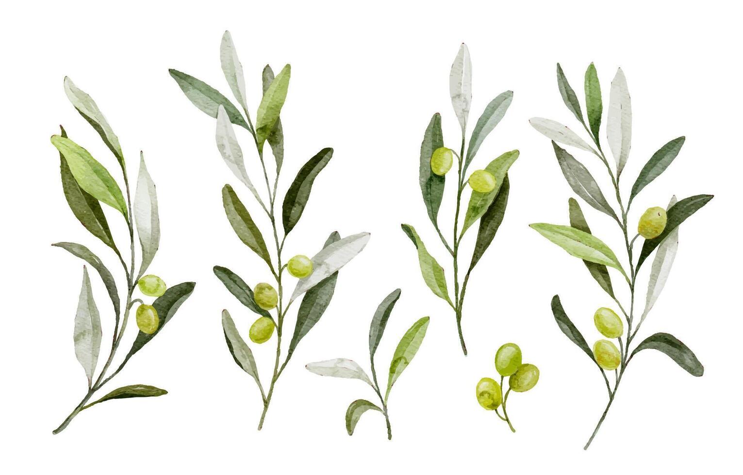 Watercolor green olive branch with leaves and fruits vector