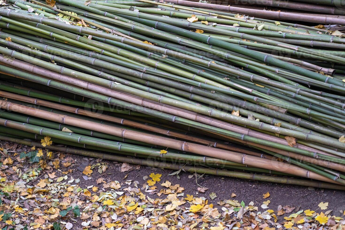 Cut raw bamboo stalks waiting to dry, natural wood materials for further use in construction. photo