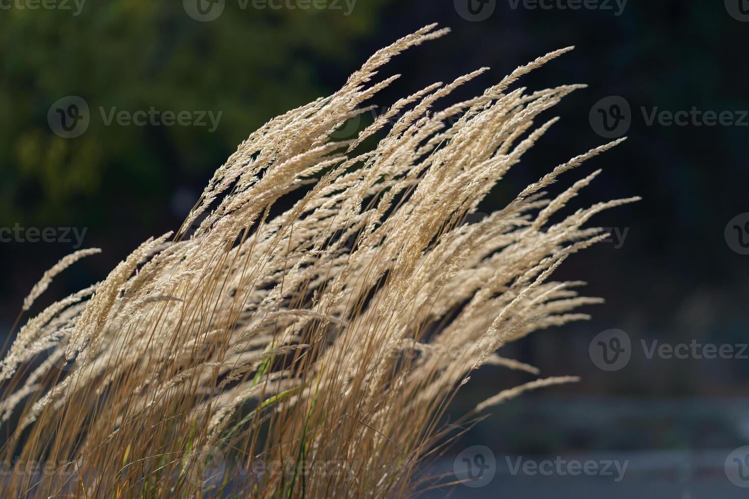 Twigs of decorative golden reed close-up growing in park or botanical garden in autumn weather photo