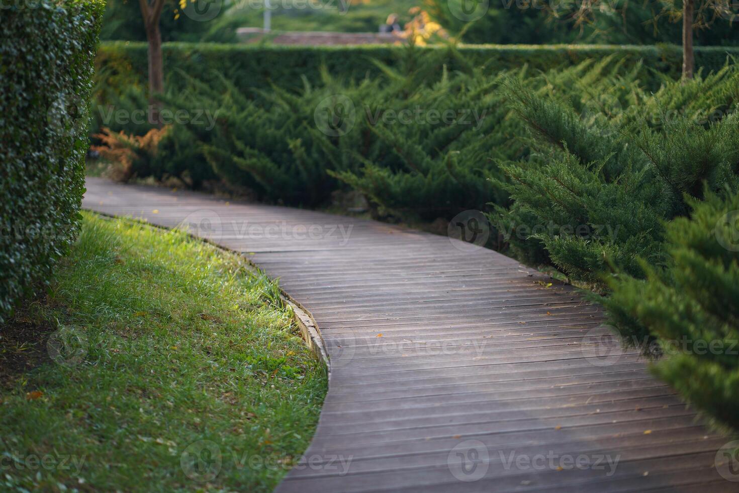 Deserted summer park with trimmed thuja bushes and wooden path for walking or morning jogging photo