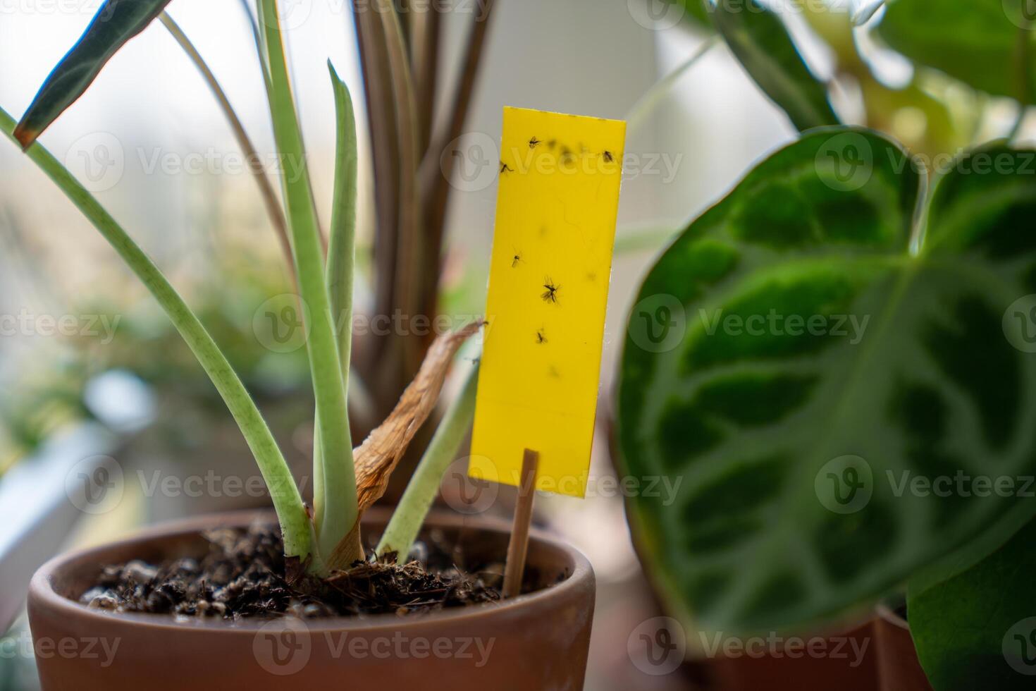 Fungus gnats stuck on yellow sticky trap closeup. Flypaper for Sciaridae insect pests at home garden photo