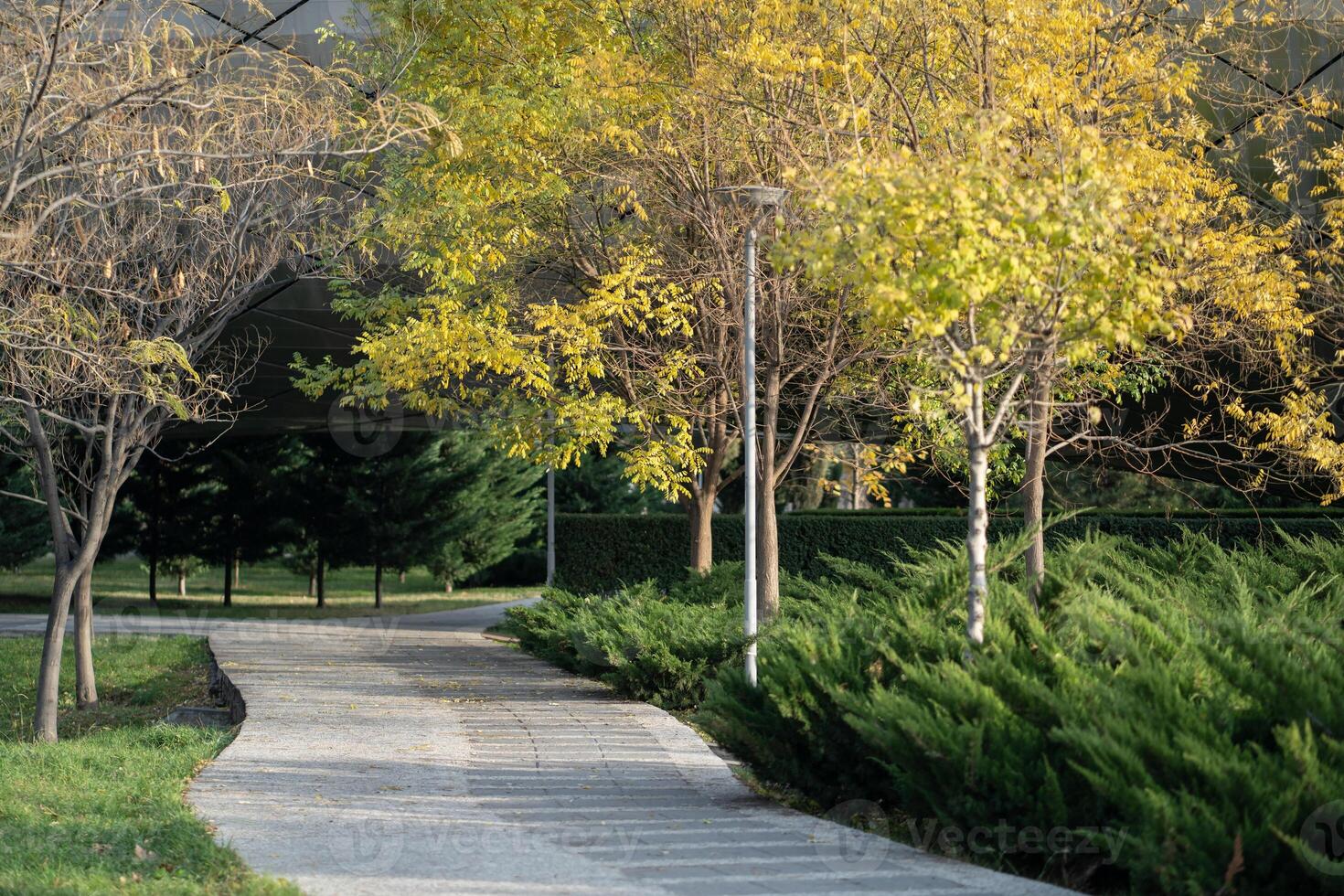 Autumn botanical park with wide path for walking and trees partially covered with yellowed leaves photo