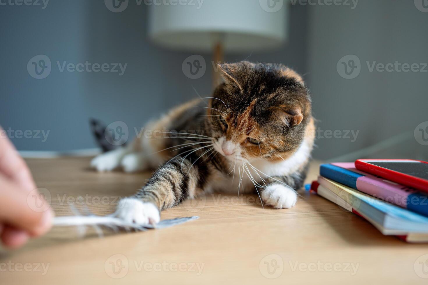Lazy cat caught feather from hand, playfully pinning it down. Feline instincts, playful behavior photo
