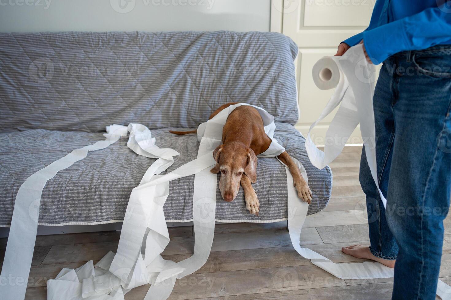 Sad guilty dog lying on sofa after unwound torn paper, woman chastises for mess throughout room photo