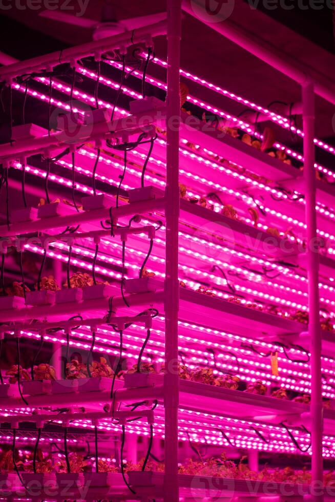 Green salad farm in hydroponics with led lightning, microgreens grow with artificial lighting lamps photo