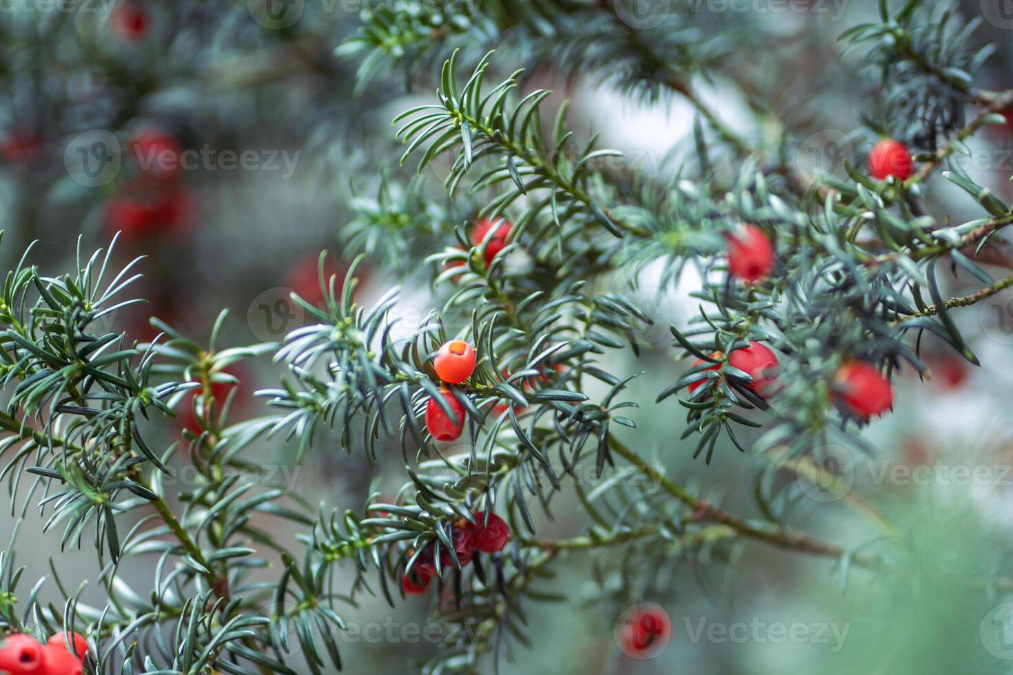 Pine needles of yew tree branches alongside red toxic berries in forest or park. Toxic plant feature photo