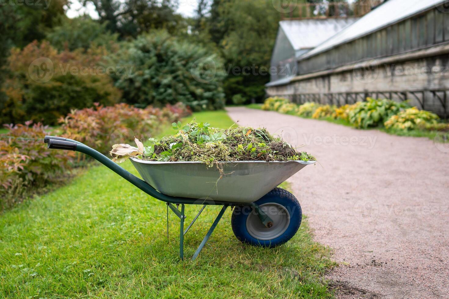 Wheelbarrow filled with mulch and compost made from leaves and organic matter in garden. Zero waste photo