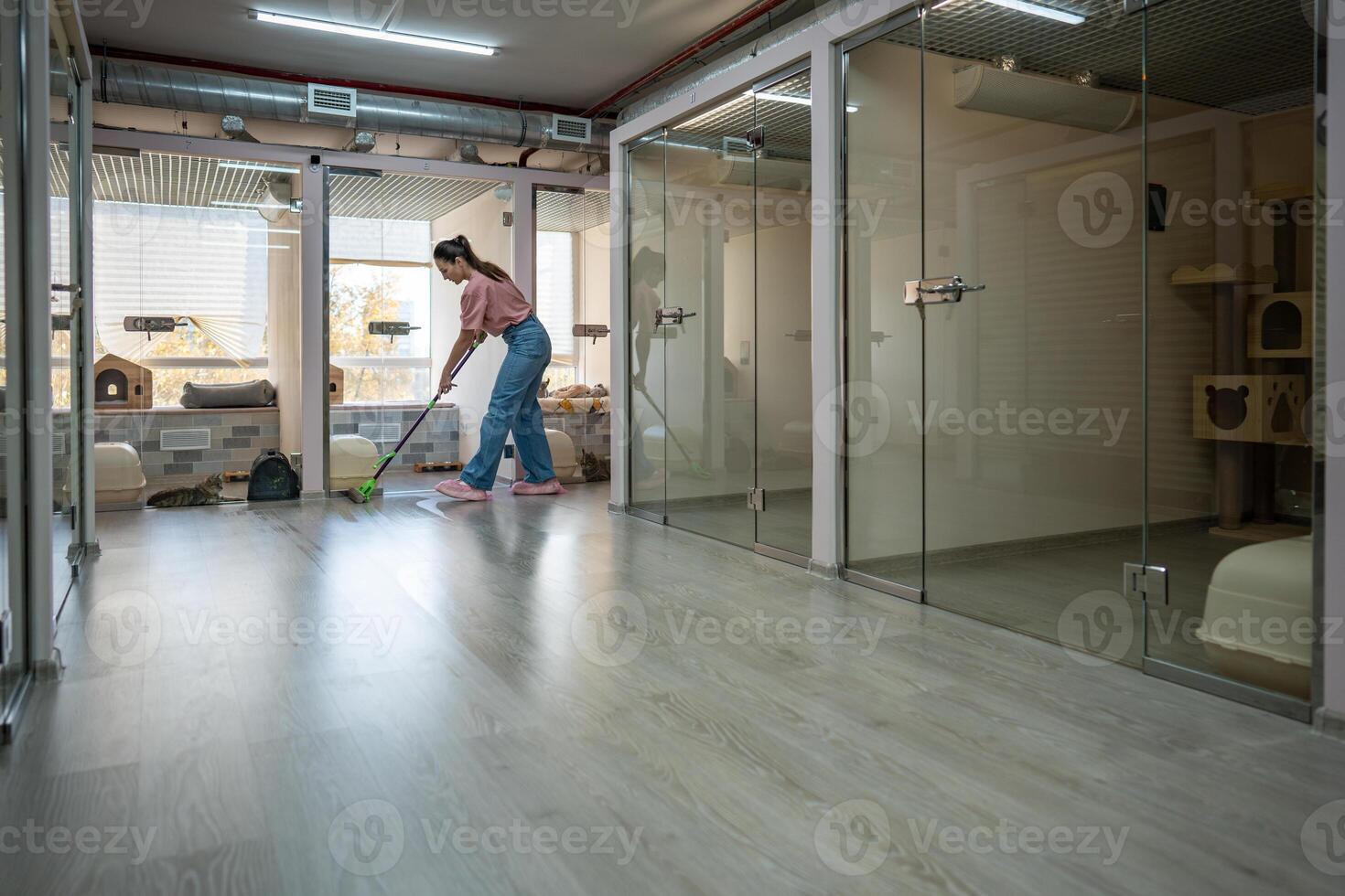 Woman mops floor, ensure hygienic, comfortable space for cats in pet hotel. Hotel upkeep, sanitation photo