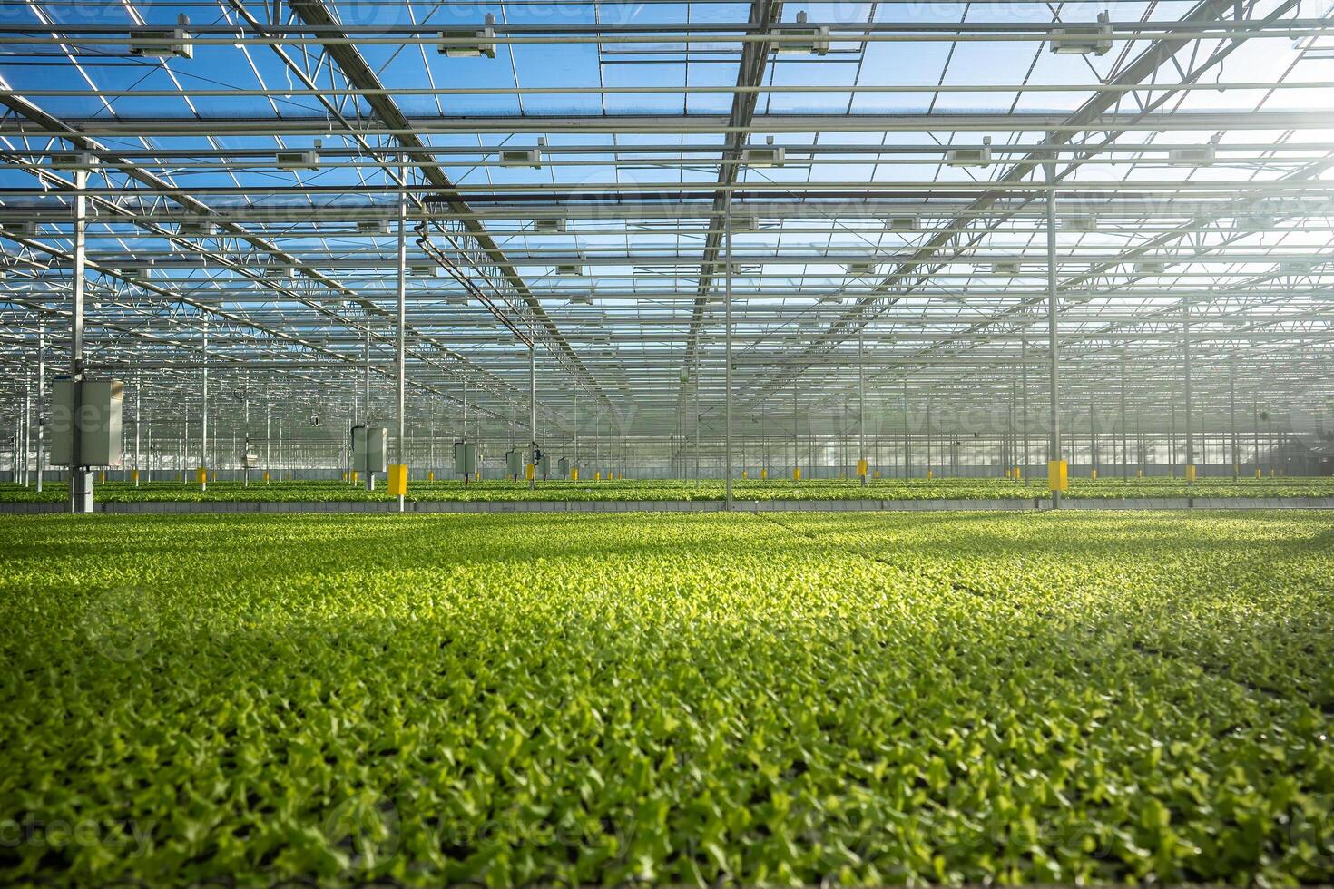 Growing Frillice lettuce in smart hothouse with automated irrigation system. Agriculture technology photo