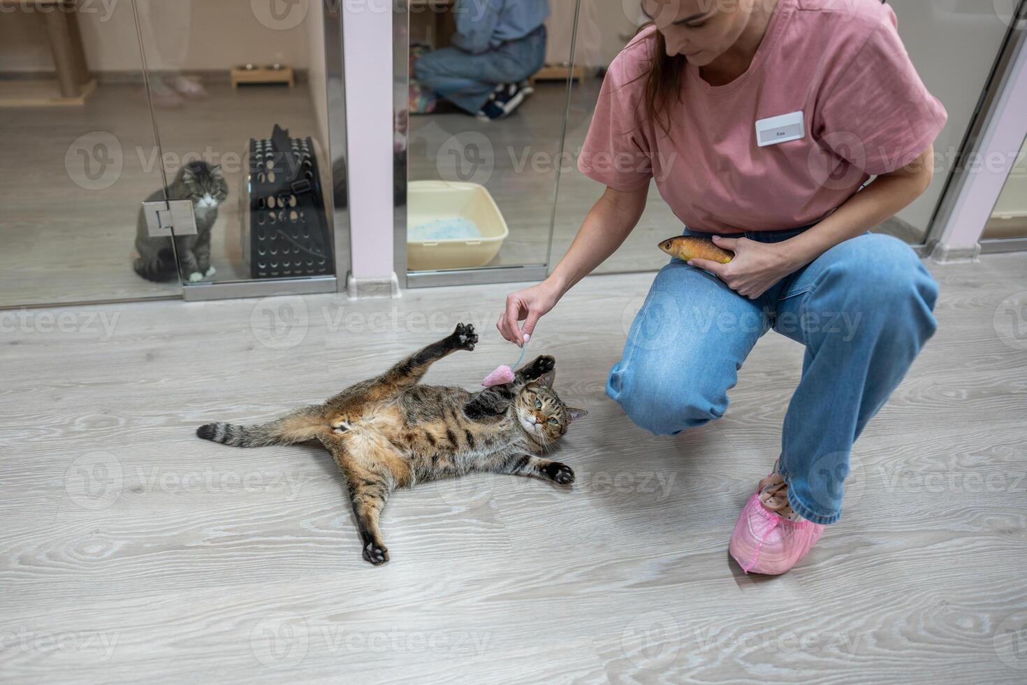 Playful cat sprawl on back, paws wide, attack toy in excitement in animal hotel. Active pet game photo