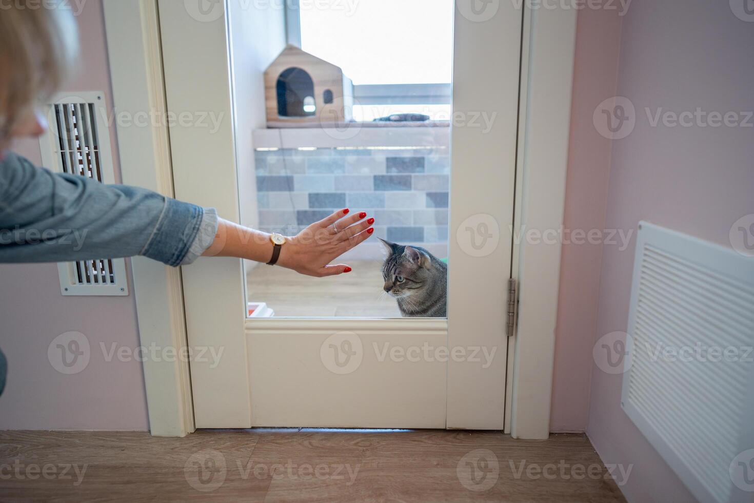 Woman hand on glass door of cat hotel room, gently saying goodbye to cat. Professional care of pets photo