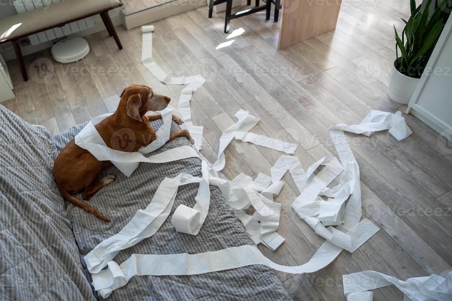 Top view of dog lying on couch after make mess in living room by unwrapping toilet paper home alone photo