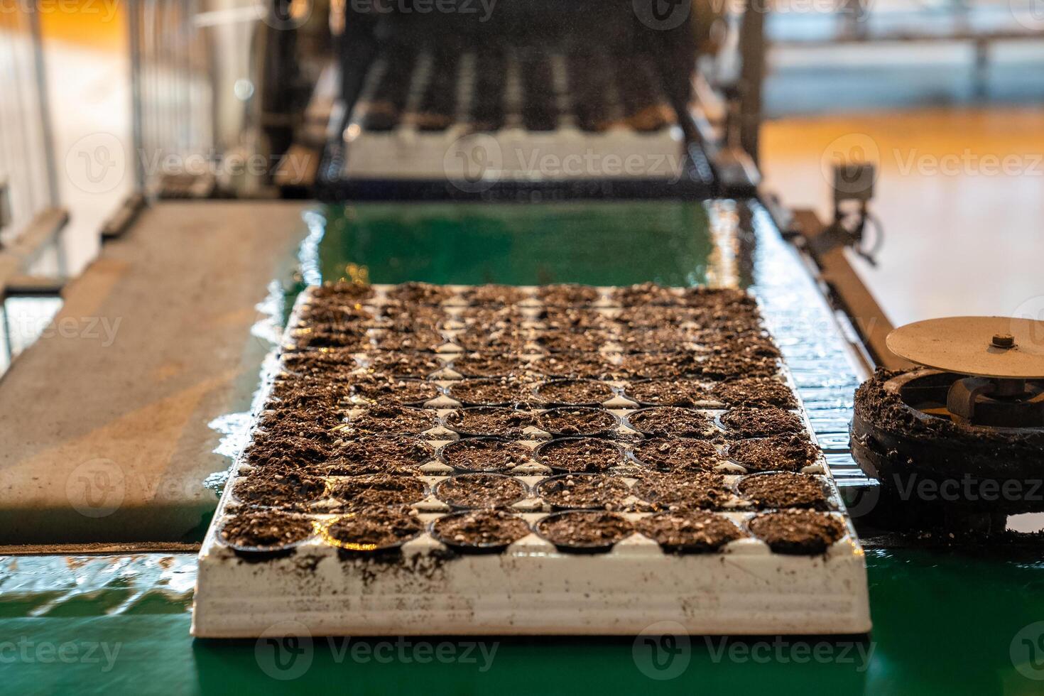 Soil mixture pallet leaves hydration chamber after warm misting. Hydrated soil base in agriculture photo