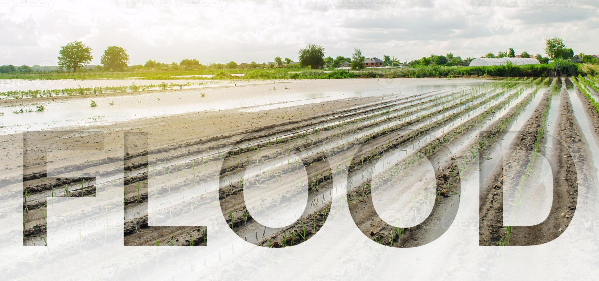Word inscription Flood on background Flooded field as a result of a natural disaster. Unpredictable weather and global destabilization of climate, global warming. bad harvest, farmers financial loss photo