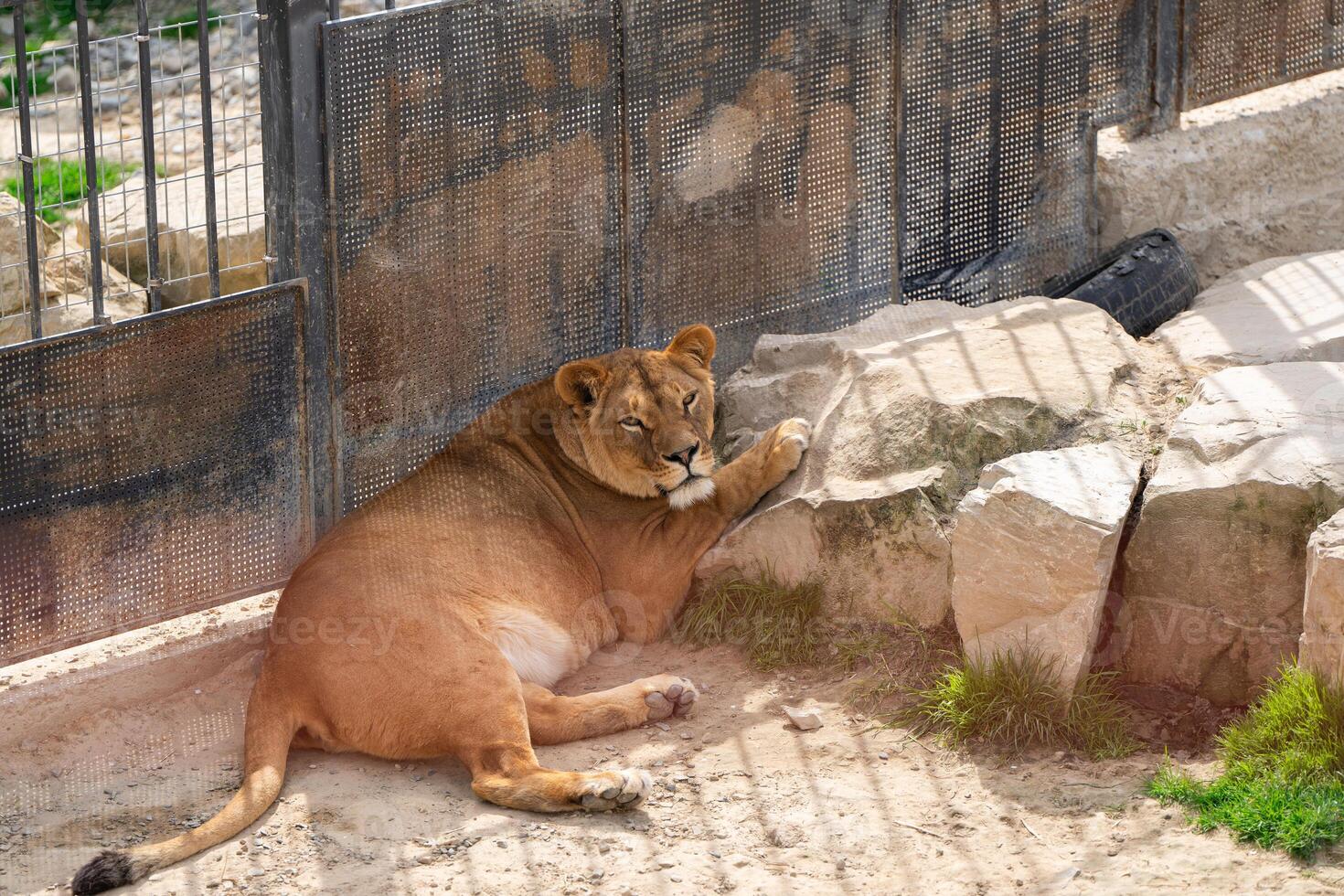 Beautiful lioness. Wild nature. Big cat. Selective focus photo