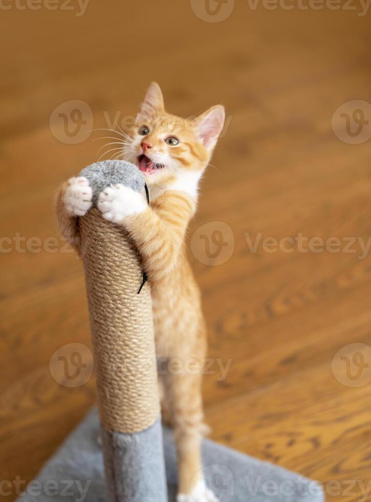 Domestic ginger little cute kitten plays with a scratching post. Fun for cats photo