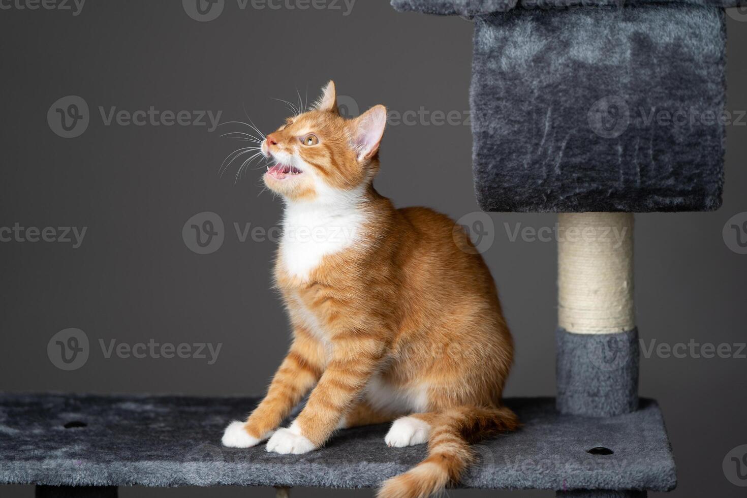Ginger domestic meowing cat sitting on cat tower. Pet house, tree with scratching posts. photo