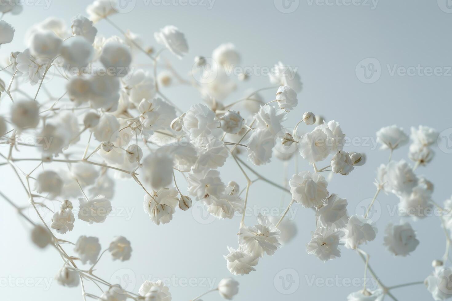 Delicate White Flowers Branch Softly Lit photo