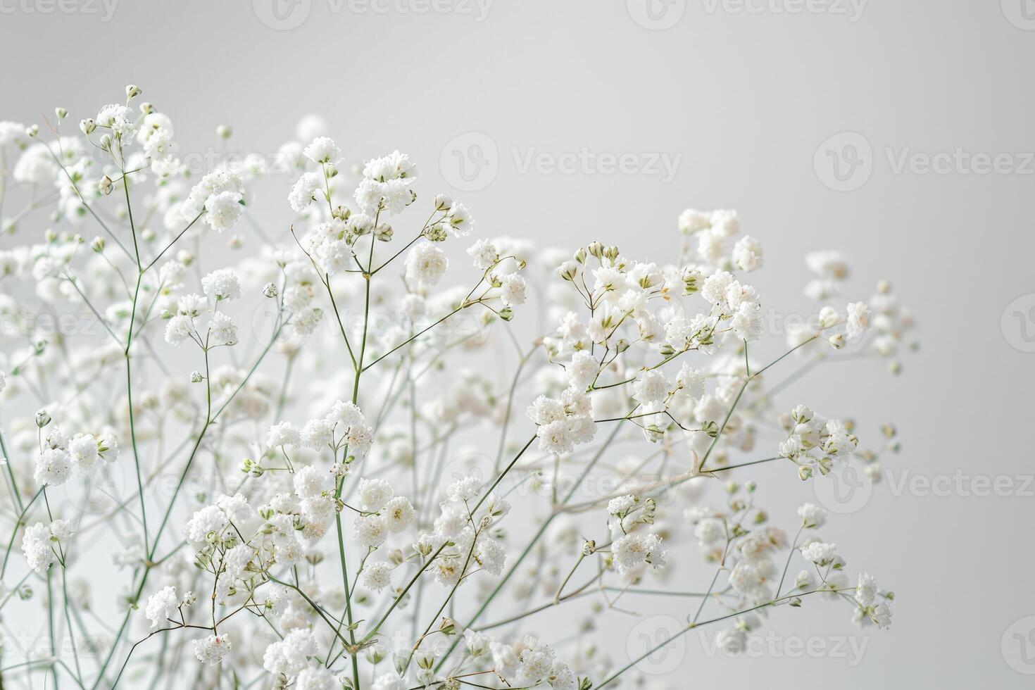 Delicate White Baby Breath Flowers Blooming photo