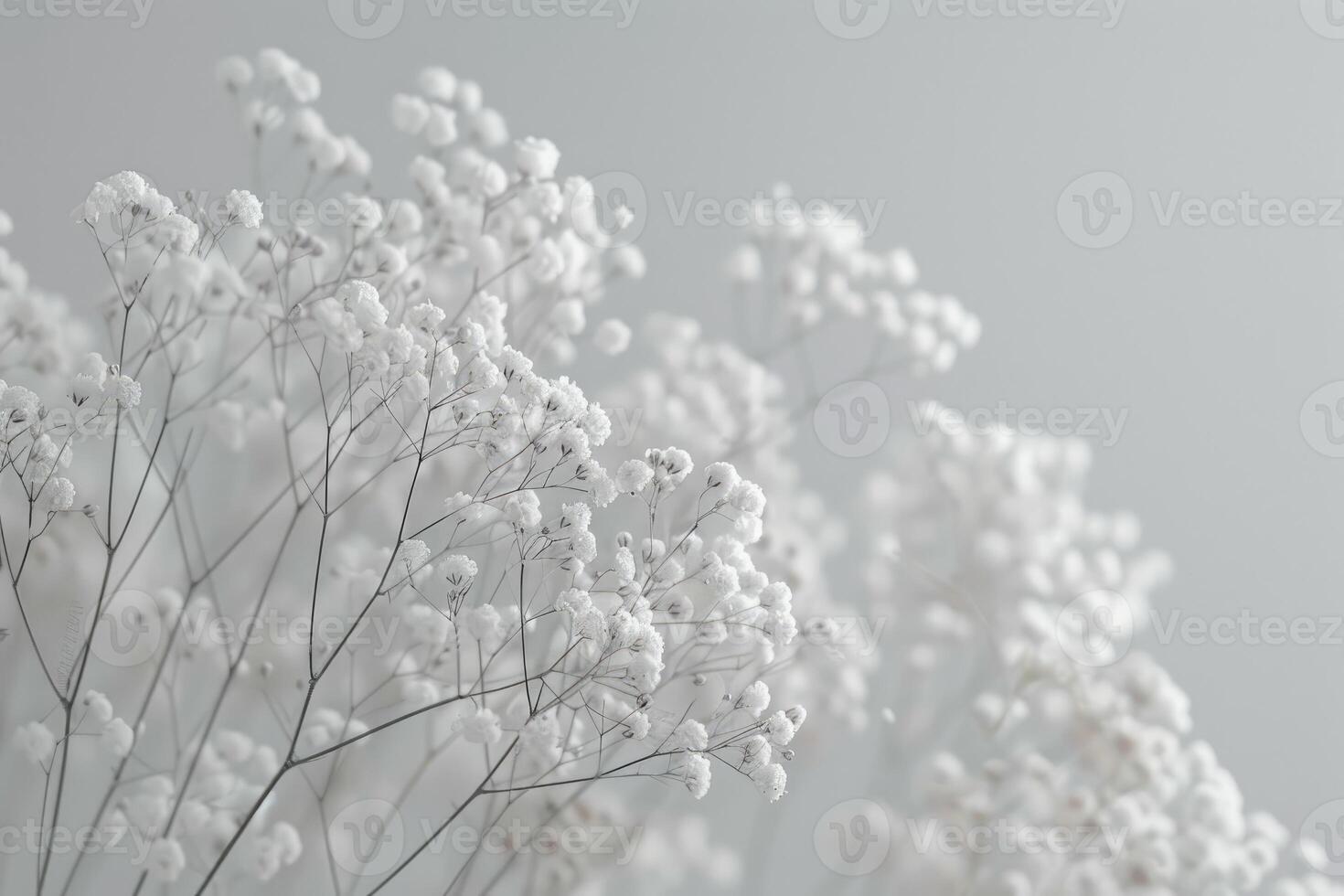 Delicate white flowers in soft focus against a gray background photo