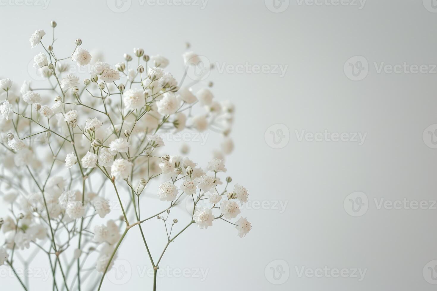 Delicate White Babys Breath Flowers Against A Simple Background photo