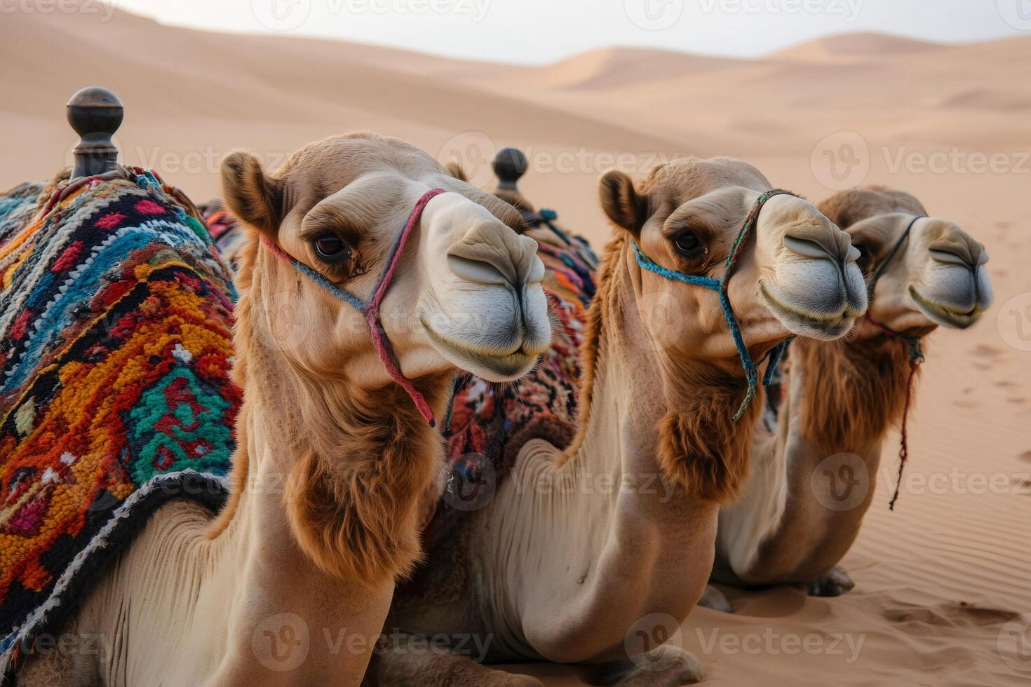Dromedary camels resting in the desert sand with colorful saddle blankets photo