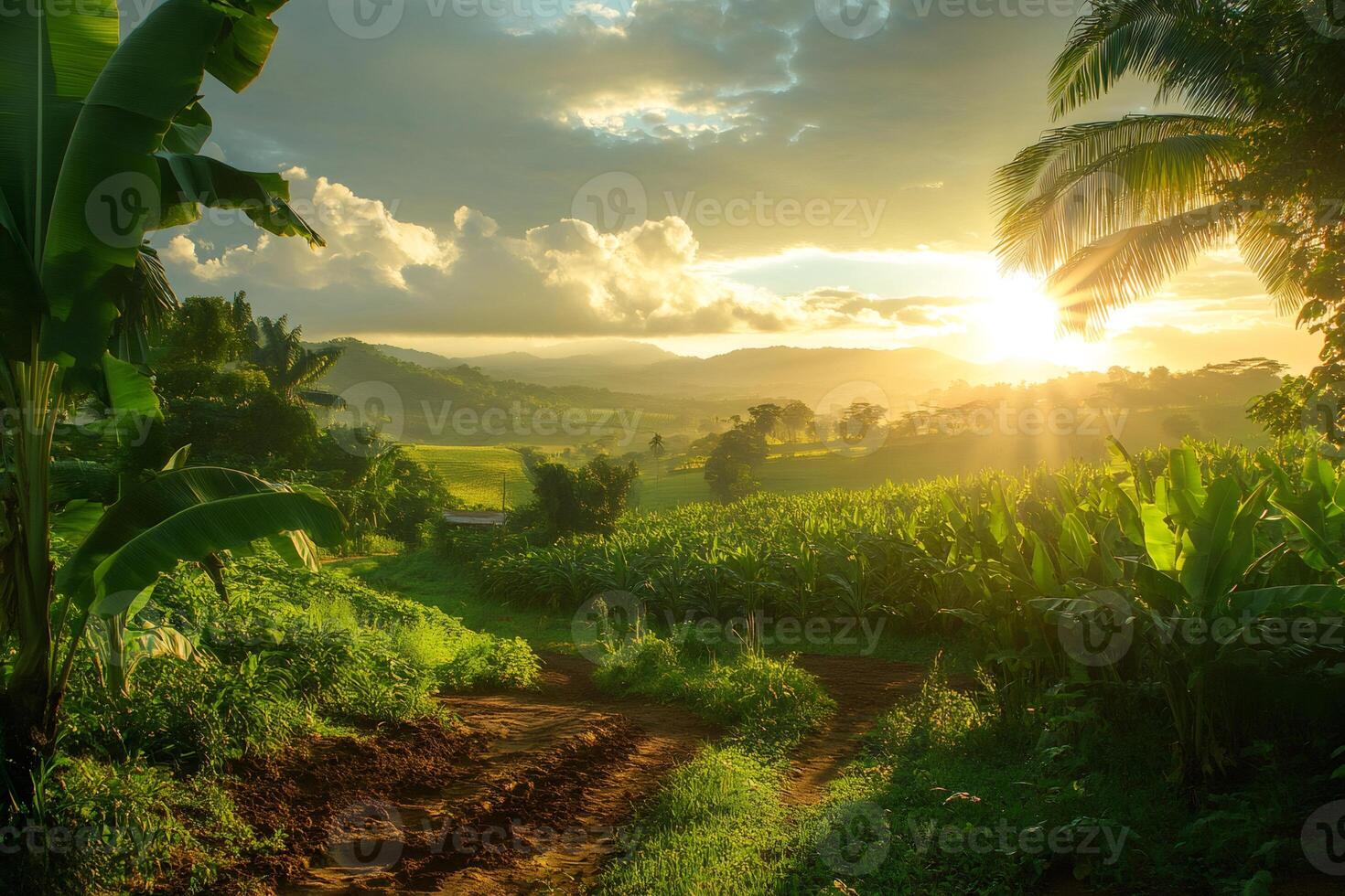 Tropical sun illuminating banana plantation at sunset in dominican republic photo