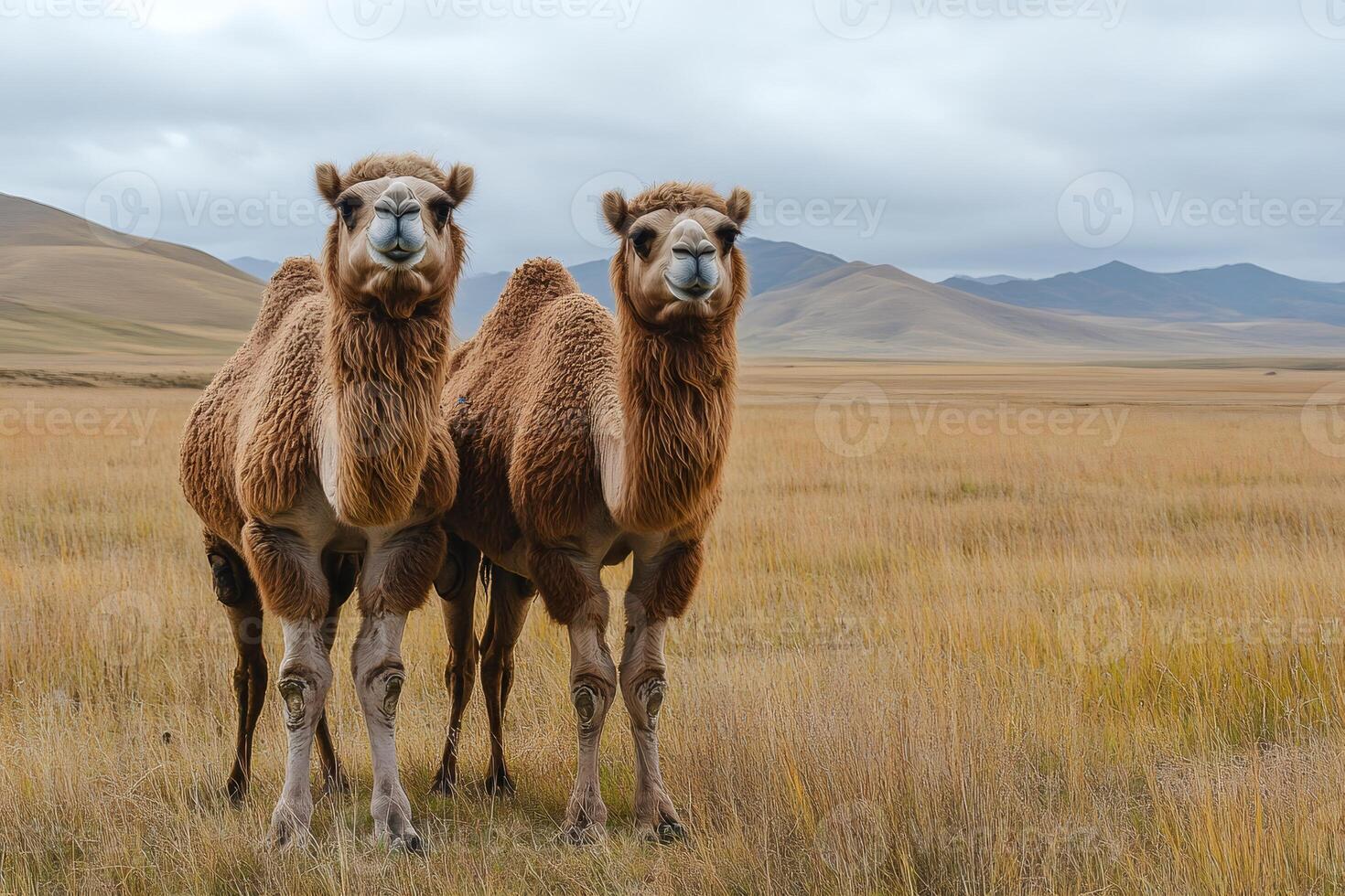 Two bactrian camels standing in high grass mongolian steppe landscape photo