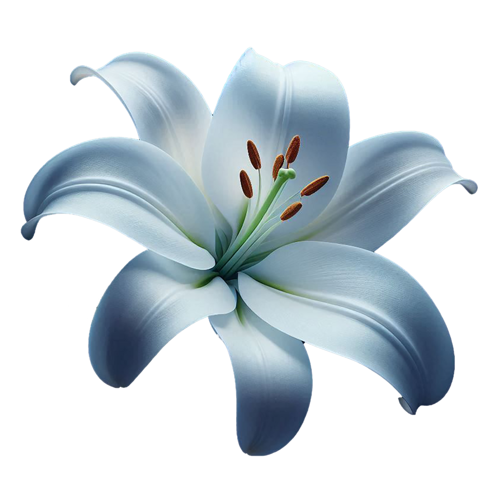 Realistic Lily Flower with Transparent Background png