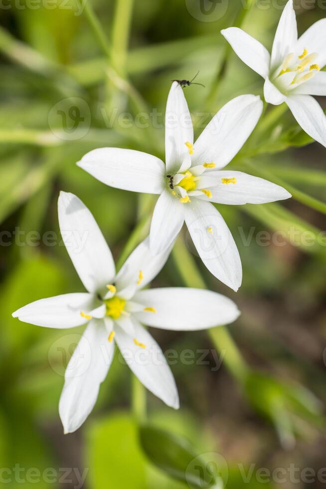 isolated white flowers of ornithogalum photo