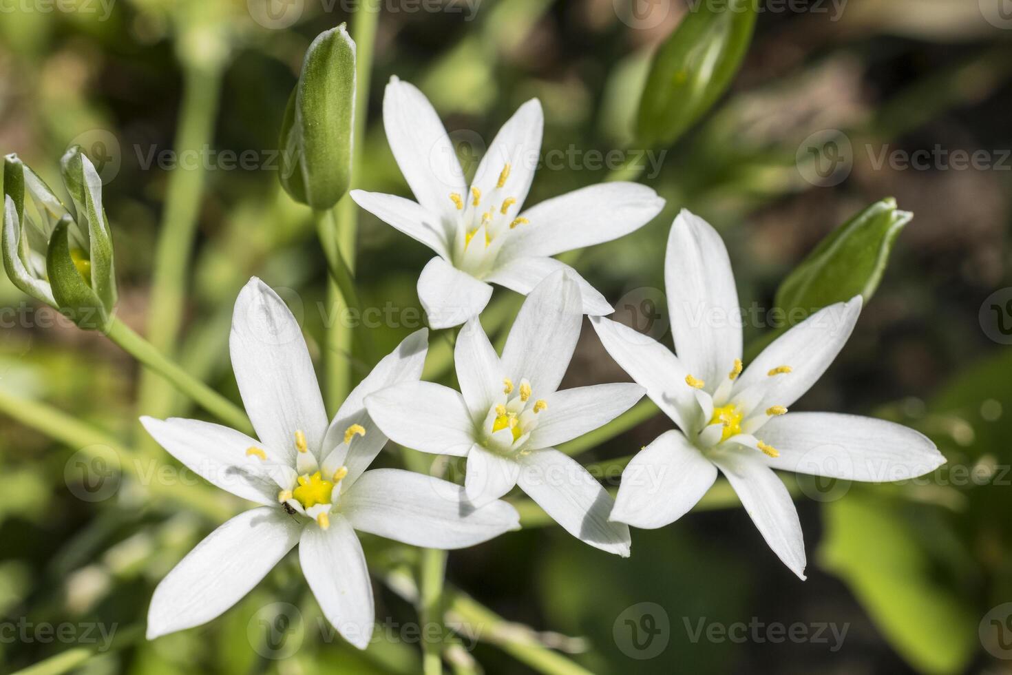 close up of cluster of white flower of star of bethlehem photo