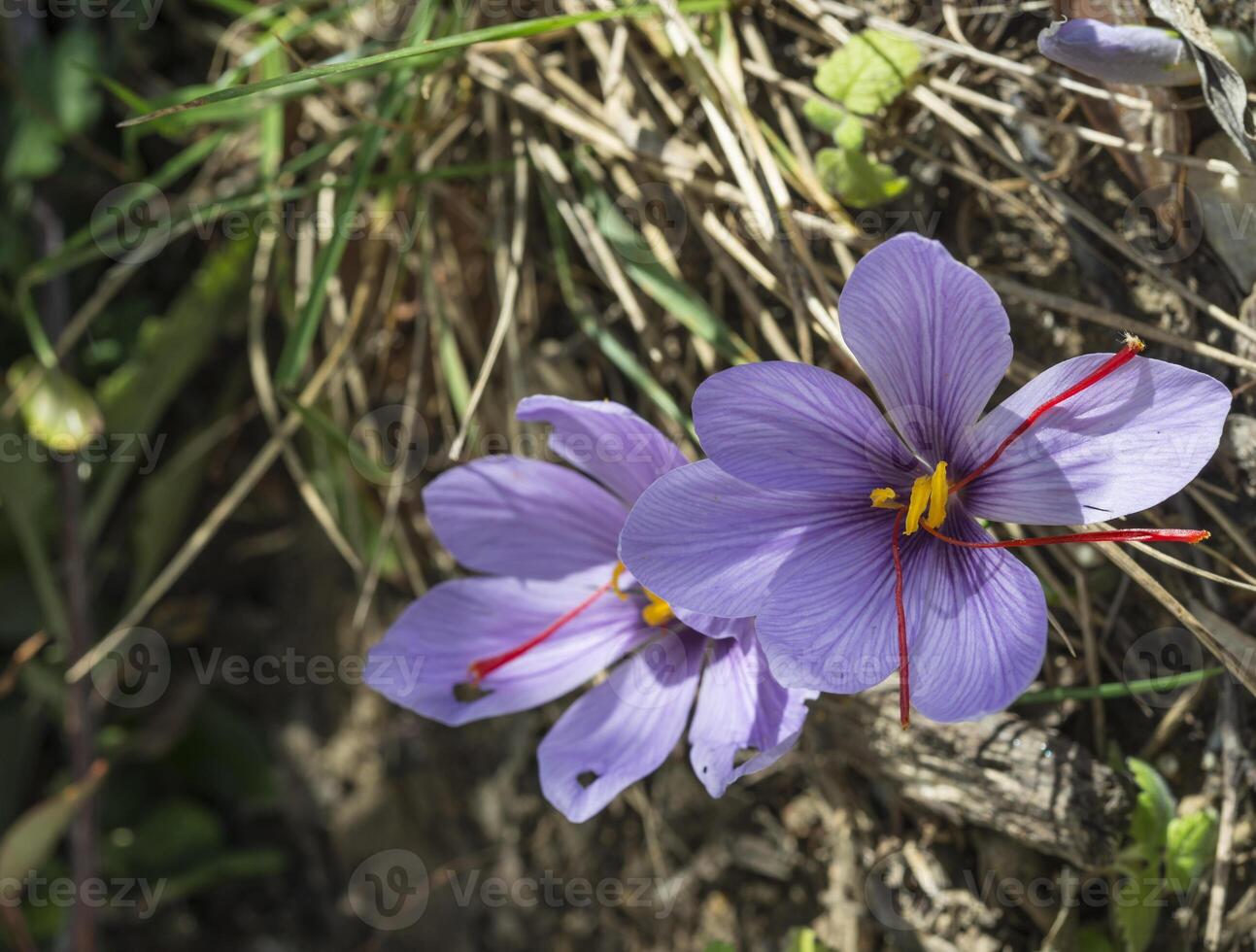 two dild flowers of crocus flowering in autumn photo