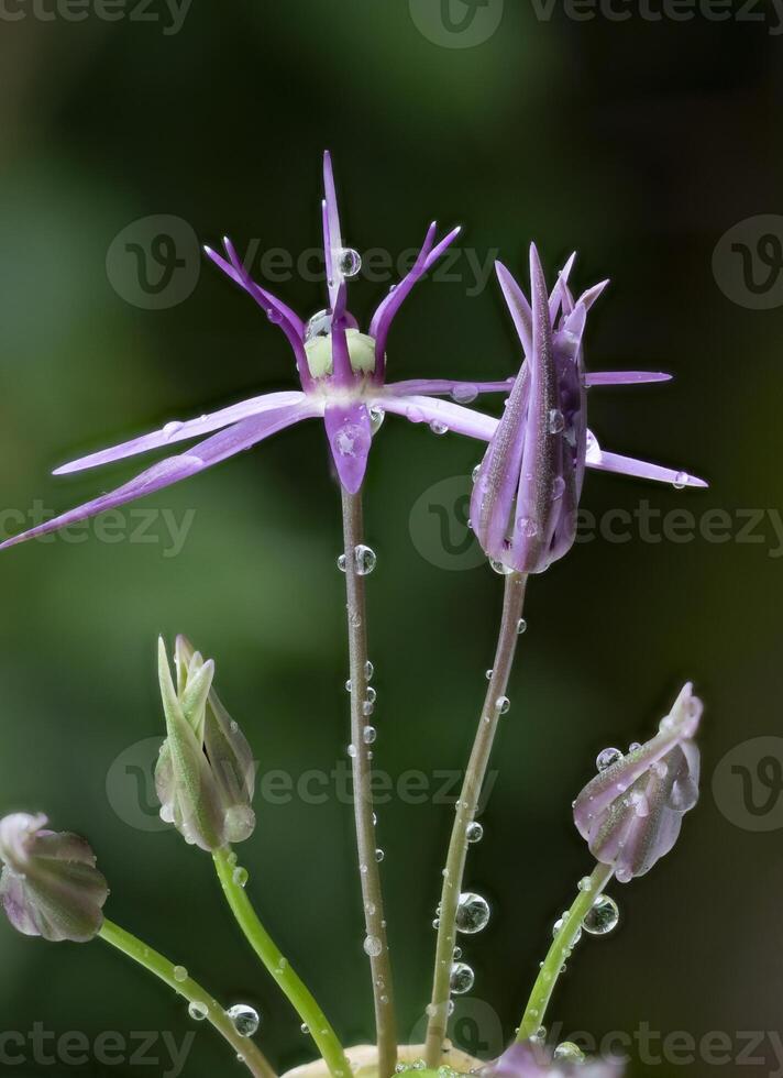 decorative allium flower after rain photo