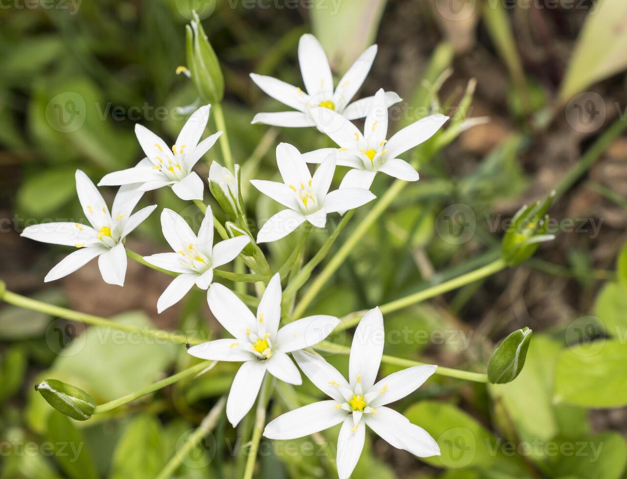 ornithogalum cluster of white flowers close up photo