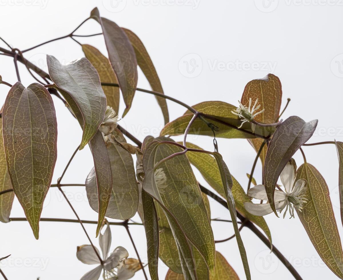 close up of clematis lanuginosa on neutral background photo