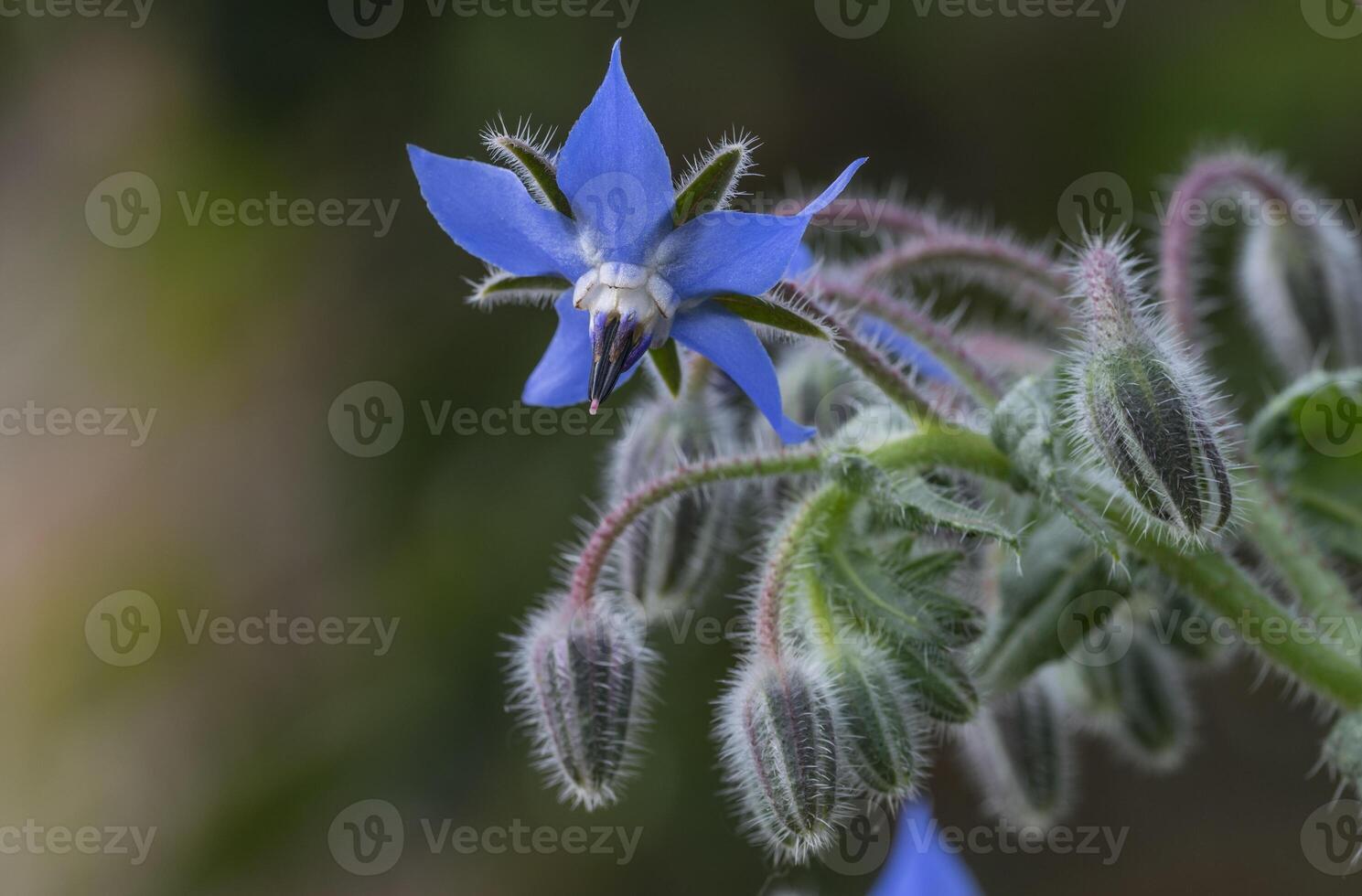 isolated blue flower of borrago officinalis photo