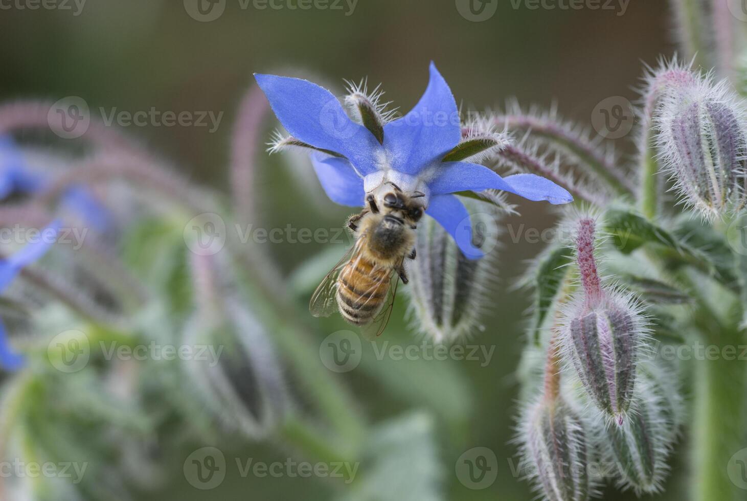 close up of bee attracted by borago flower photo