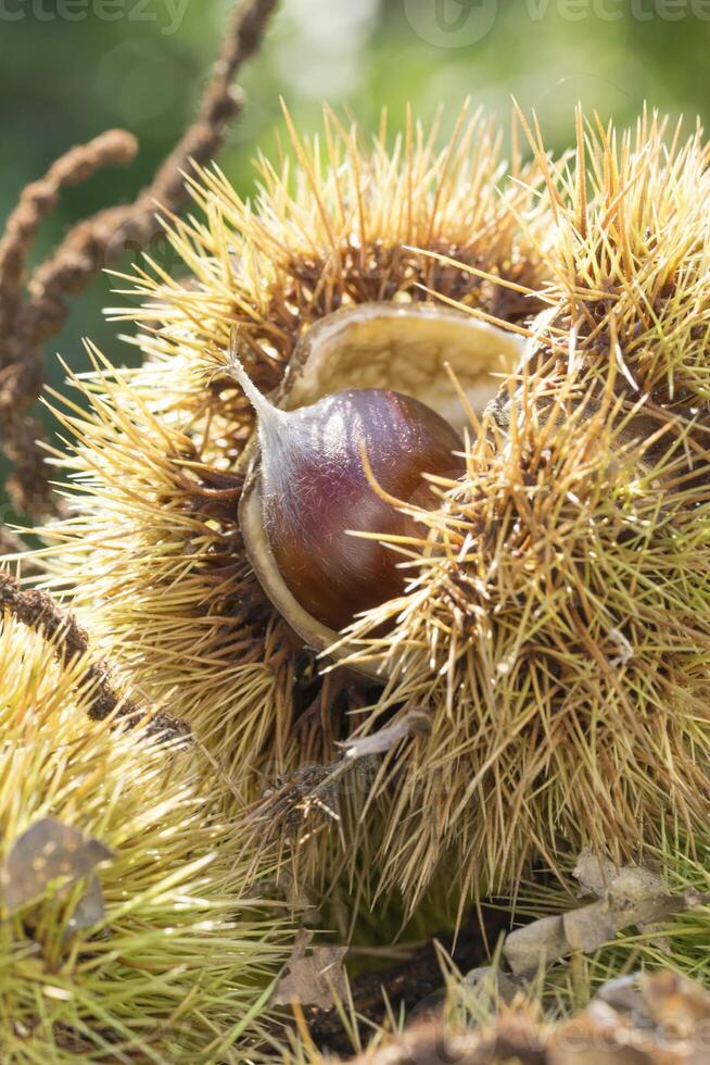 close up of chestnut inside hedgehog photo