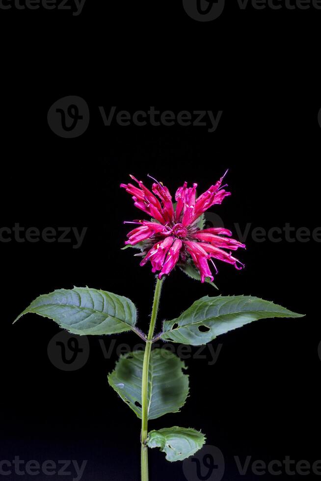 isolated flowering plant of monarda didyma on black photo