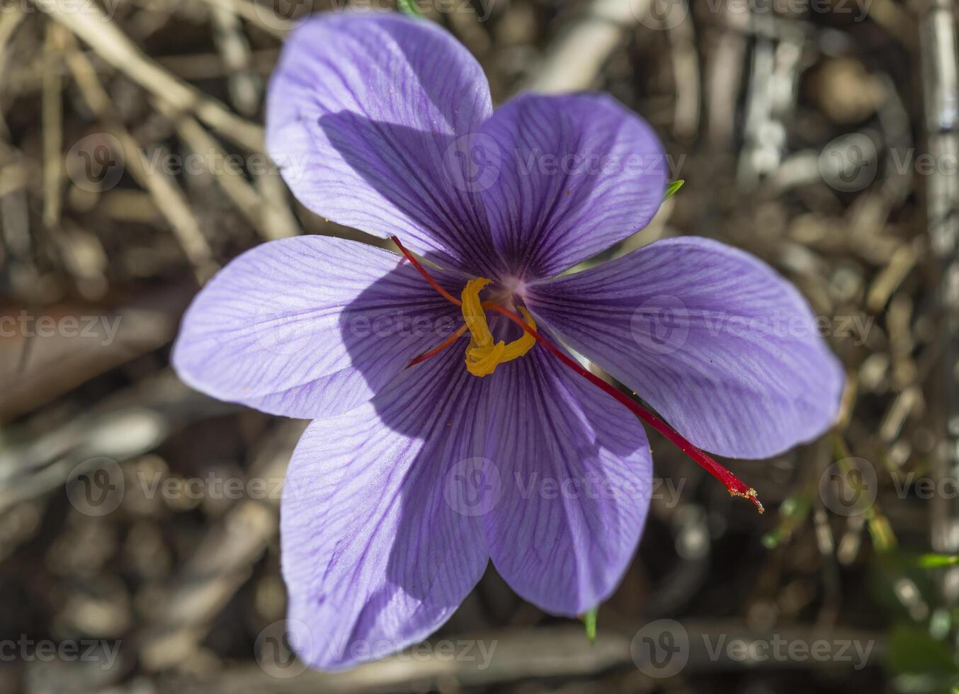 isolated crocus close up flower photo