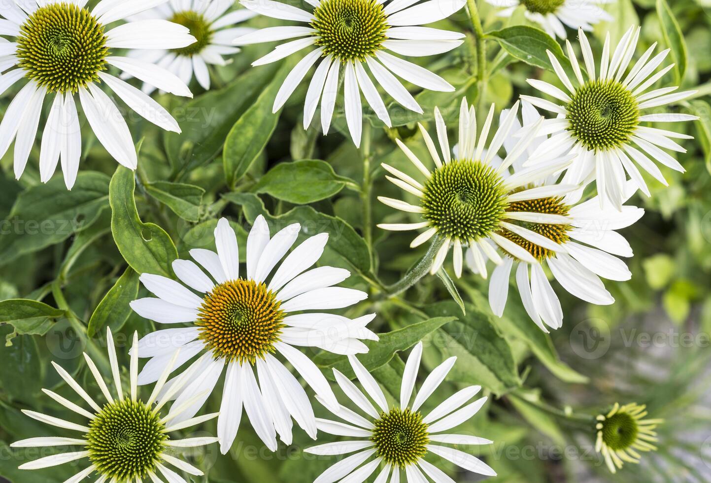 close up of white flowers of echinacea daisies photo