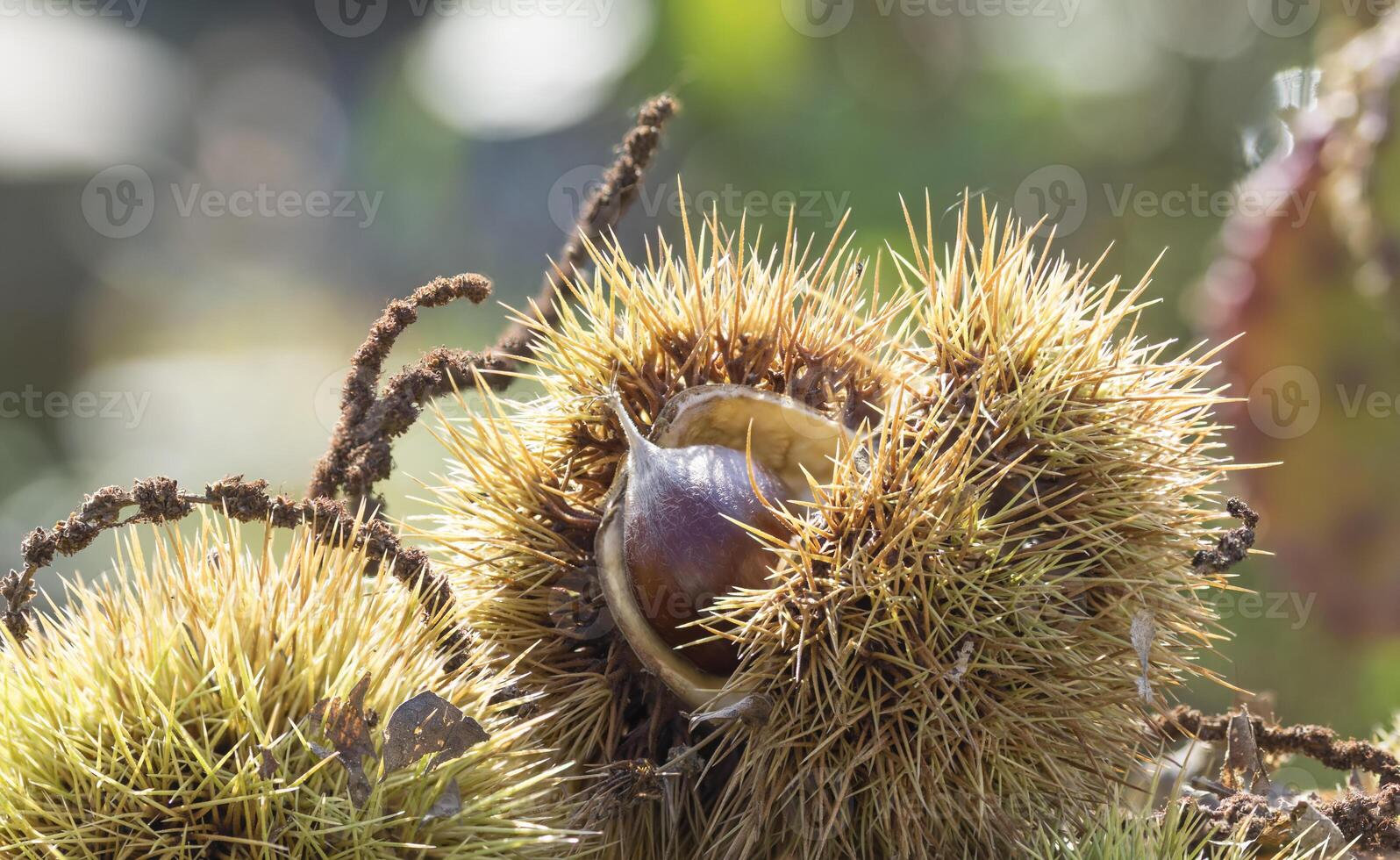 castanea sativa fruit and hedgehogs close up photo