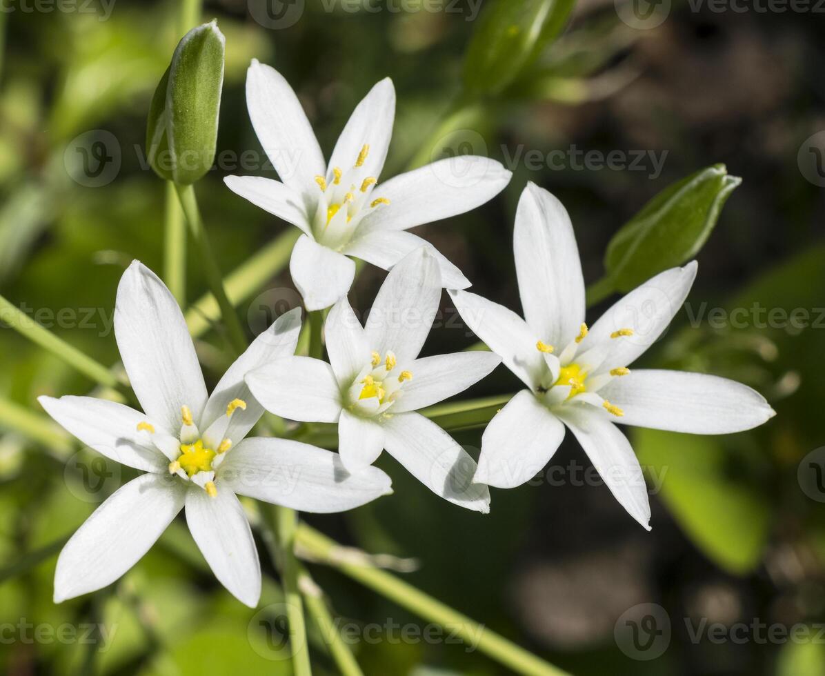 four white flowers of ornithogalum close up photo