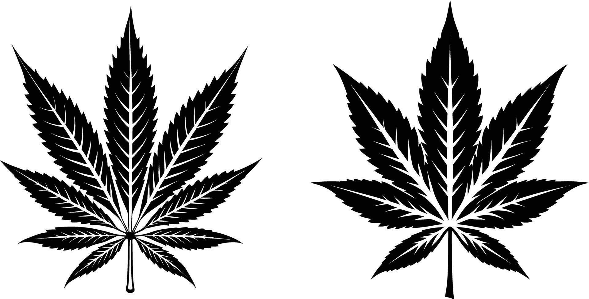 Two marijuana leaves are shown on a white background vector
