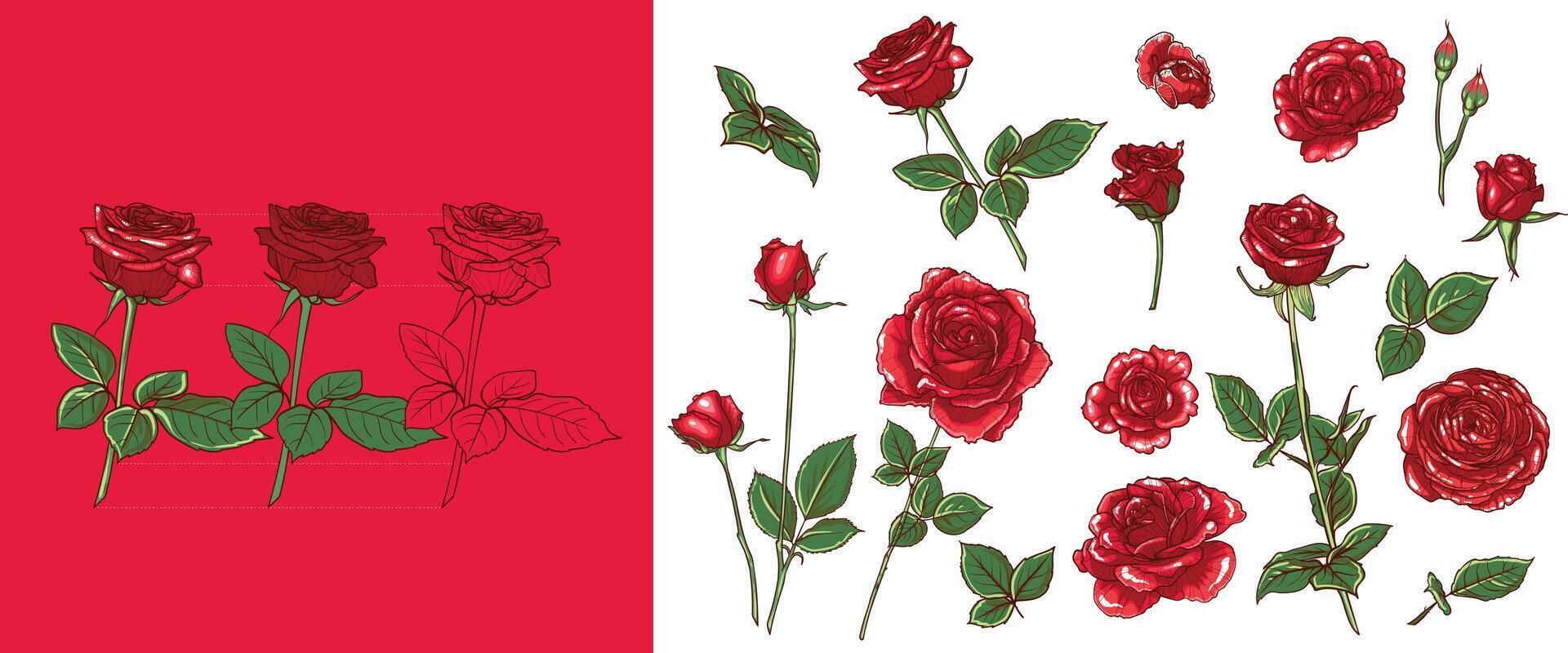 hand drawn roses with bloom, buds, branch and leaves. Easy to edit, lines and colors in separate in groups. vector