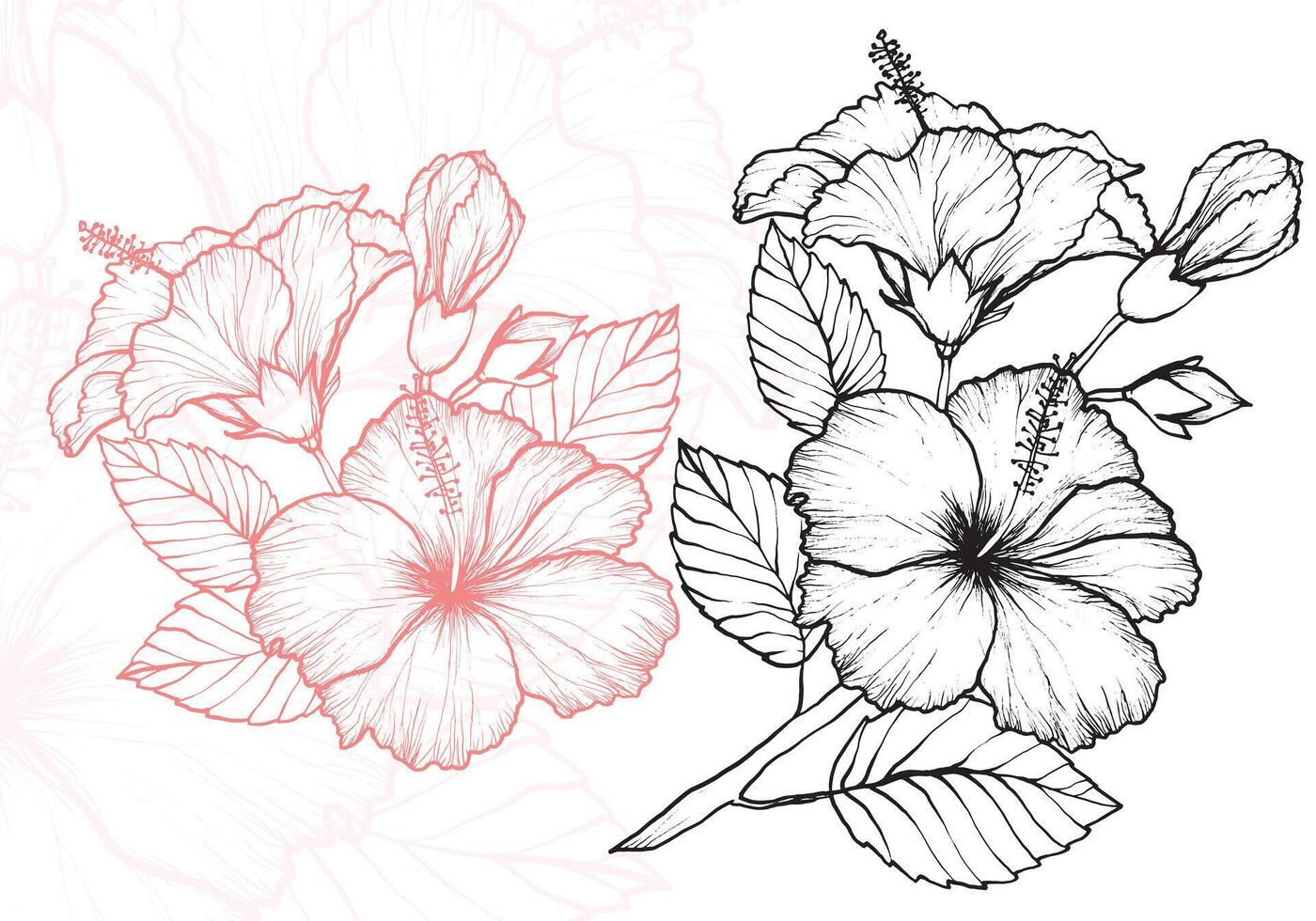 Hibiscus flower outline hand drawn for tea designs. Beautiful elegant flower fit for a white background design, a patterns or a card. vector