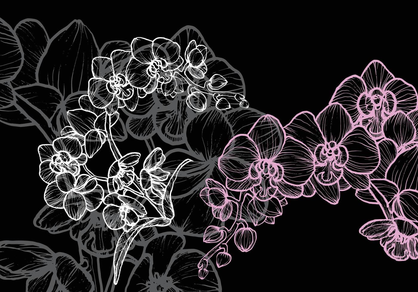 Orchid flower with a white and pink colors. Dark gray orchid on the background to create an elegant design. Easy to edit, ready to use. vector