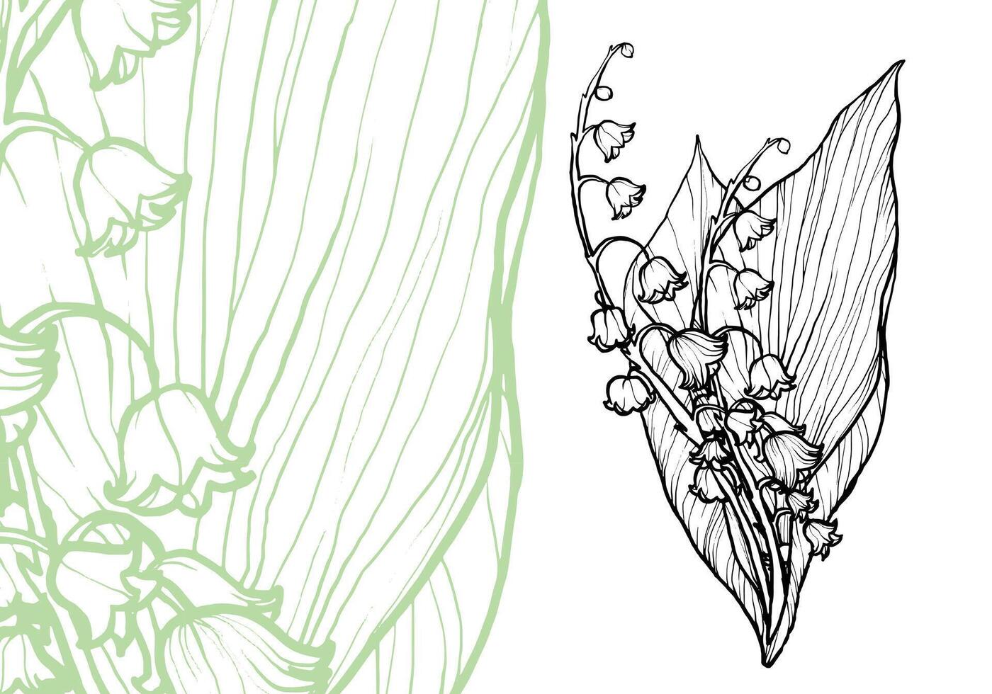 Lily of the valley line art for backgrounds, print or online materials. Hand drawn flower in black and green on white background. vector